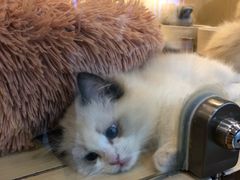 -momokira米努特·德文卷毛猫·棉花面纱犬
