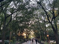 -上海共青森林公园