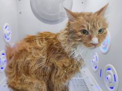 -爱洗澡的猫(望京店)