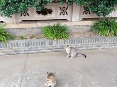 -高旻寺