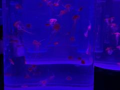 -海合安武汉极地海洋公园