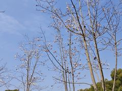 -上海市龙华烈士陵园