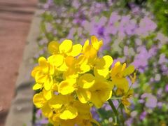 -金陵中学(河西分校)