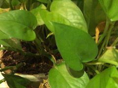 -黑土印象菜馆(三元桥店)
