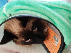 -宠颐生宠物医院·骨外科·犬猫全科诊疗中心(池州店)