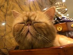 -more than meow吴止猫主题餐厅(承德 中船汇店)