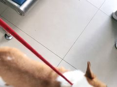 -申普宠物医院·眼科·心内科·影像科(普陀分院)