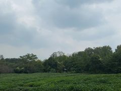 -九里云松·天香餐厅
