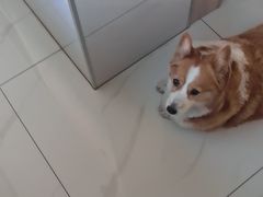 -宠福鑫康馨动物医院·骨科·眼科