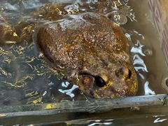 -集草轩·重庆麻辣烤鱼(西湖道店)
