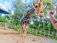 -清迈夜间动物园