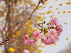 -天适樱花悠乐园