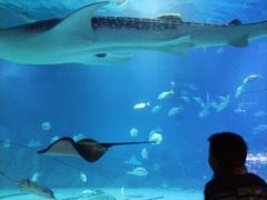 -烟台海昌鲸鲨海洋公园