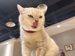 -藏猫猫咖啡主题馆(中央大道店)