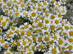 -桂林市花鸟市场