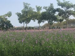 -亚龙湾国际玫瑰谷