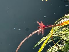 -广州白江湖森林公园