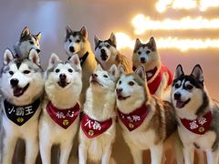 -Husky Go! 哈士奇体验馆·宠物咖啡厅狗咖