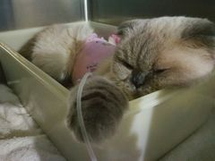 -纳吉亚猫专科动物医院博雅分院