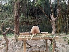 -广州长隆野生动物世界