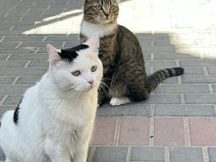 -宠爱国际动物医院·消化内科·心肾内科·ISFM猫友好(望京店)