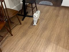 -有猫主题·治愈系猫咖(曾厝垵店)