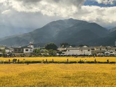 -喜林苑·稻田餐厅(品相府店)