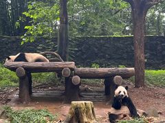 -都江堰中华大熊猫苑