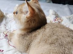 -中农国际动物医院24小时·猫科·骨科·急重症中心