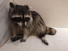-浣熊柯尔鸭土拨鼠·电玩咖
