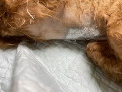 -德元·美联众合24小时动物医院(总院)
