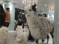 -安格丽娜·狗咖·猫咖羊驼咖(春熙路百盛商场店)