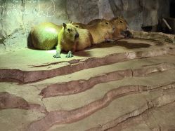 -Zoolung Zoolung动物主题公园(海信广场店)