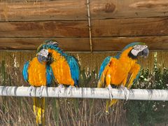 -西霞口神雕山野生动物世界