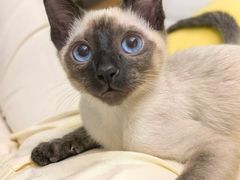 -欣宠猫屋·矮脚拿破仑·蓝金金渐层