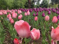 -长春公园(普阳街道)