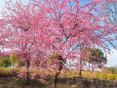 -顾村公园