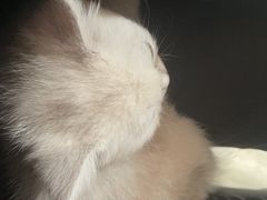 -宠颐生汉谟拉比宠物医院