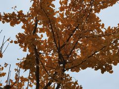 -上海中医药大学附属曙光医院(东部)