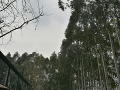 -桉树林A coffee 森林餐厅(三圣乡店)