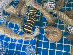 -三亚火车头万人海鲜广场