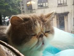 -more than meow吴止猫主题餐厅(承德 中船汇店)