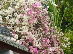 -深圳国际园林花卉博览园