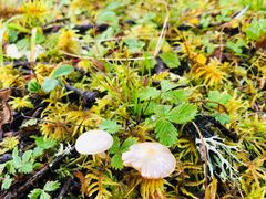 -硗碛藏寨·神木垒景区