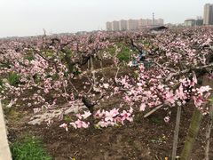 -南汇桃花村