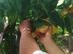 -老袁家蜜桃农场·阳山水蜜桃