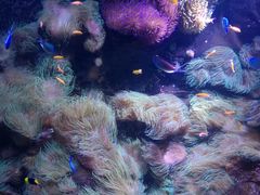 -悉尼海洋生物水族馆