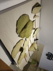 -酉嘉瑜伽YO+YOGA