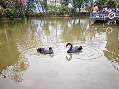 -靖西鹅泉风景区