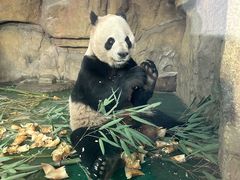 -成都动物园